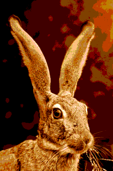 A posterized picture of a hare
